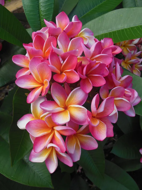 Attractive_Pink_Kathgolap_Flower_Plant_&_Tree_For_Garden_(1.5-3.5_Ft_Height)_Pack_Of_1