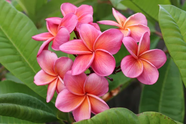 Attractive_Pink_Kathgolap_Flower_Plant_&_Tree_For_Garden_(1.5-3.5_Ft_Height)_Pack_Of_1