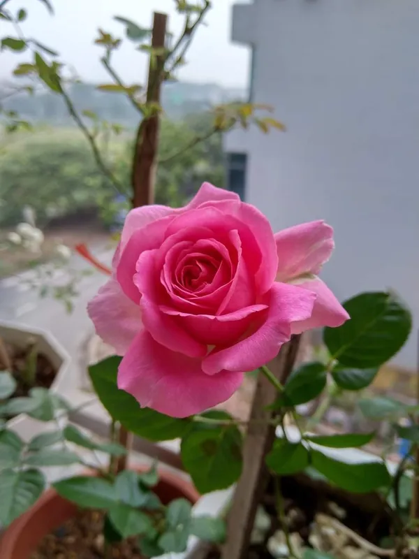 Attractive_Pink_Rose_Flower_Plant_|_Fragrant,_Long-Blooming_Variety_|_Perfect_for_Garden,_Balcony_&_Outdoor_Landscaping