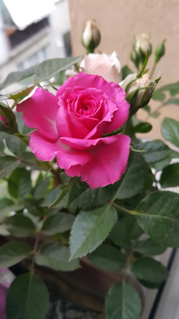 Attractive_Pink_Rose_Flower_Plant_|_Fragrant,_Long-Blooming_Variety_|_Perfect_for_Garden,_Balcony_&_Outdoor_Landscaping