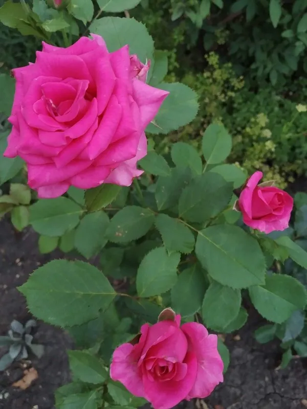 Attractive_Pink_Rose_Flower_Plant_|_Fragrant,_Long-Blooming_Variety_|_Perfect_for_Garden,_Balcony_&_Outdoor_Landscaping