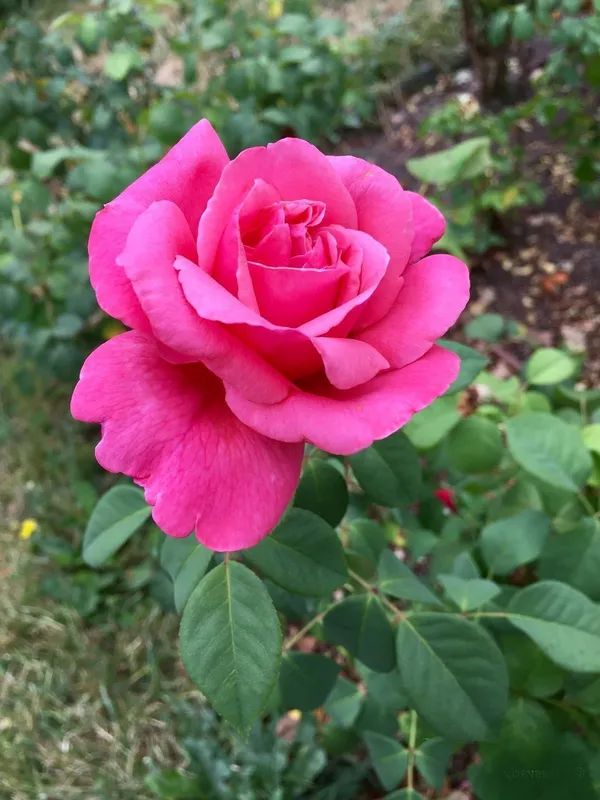 Attractive_Pink_Rose_Flower_Plant_|_Fragrant,_Long-Blooming_Variety_|_Perfect_for_Garden,_Balcony_&_Outdoor_Landscaping