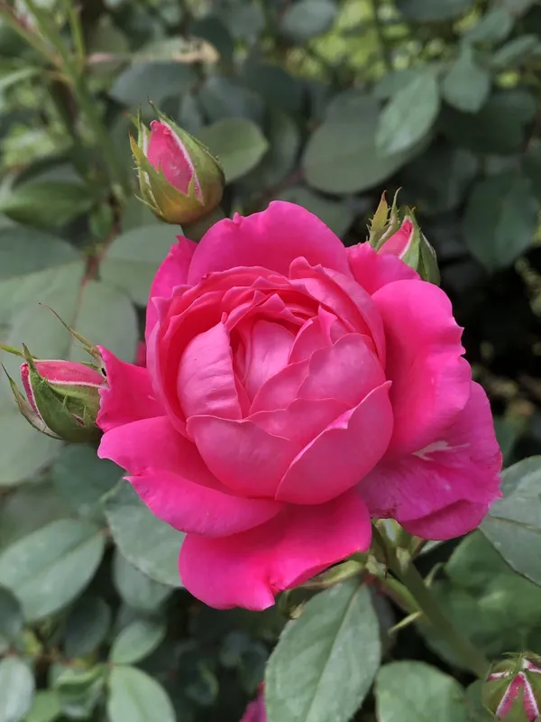 Attractive_Pink_Rose_Flower_Plant_|_Fragrant,_Long-Blooming_Variety_|_Perfect_for_Garden,_Balcony_&_Outdoor_Landscaping