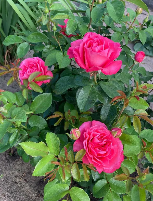 Attractive_Pink_Rose_Flower_Plant_|_Fragrant,_Long-Blooming_Variety_|_Perfect_for_Garden,_Balcony_&_Outdoor_Landscaping