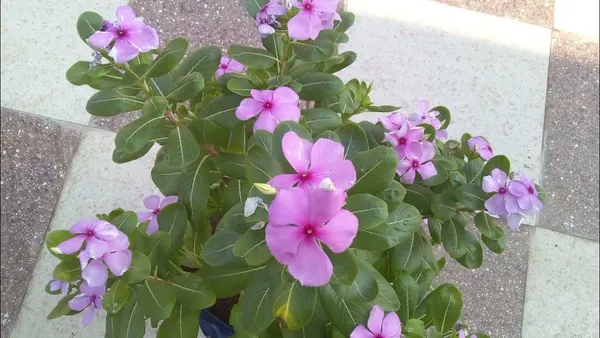 Attractive_Pink_Vinca_(Madagascar_Periwinkle)__Flower_Plant_For_Shrub/Home_Garden_(1.5-2.5_Ft_Height)_Pack_Of_1