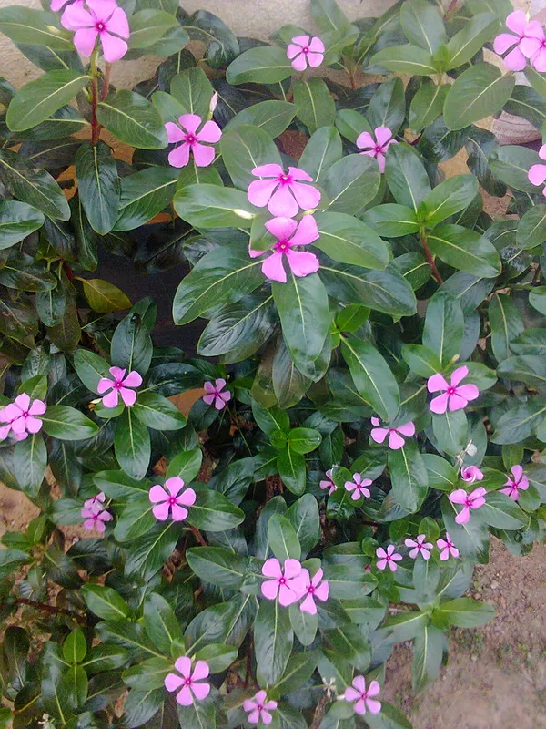Attractive_Pink_Vinca_(Madagascar_Periwinkle)__Flower_Plant_For_Shrub/Home_Garden_(1.5-2.5_Ft_Height)_Pack_Of_1