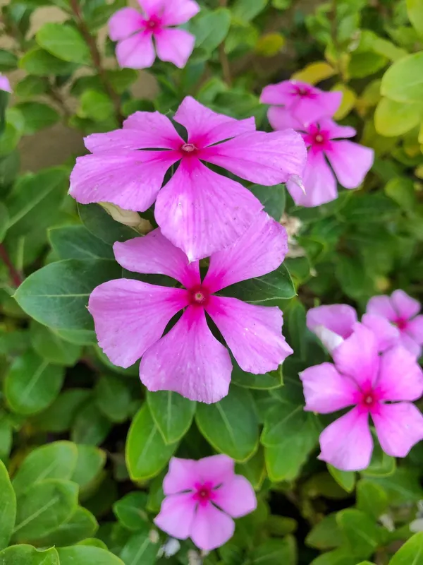 Attractive_Pink_Vinca_(Madagascar_Periwinkle)__Flower_Plant_For_Shrub/Home_Garden_(1.5-2.5_Ft_Height)_Pack_Of_1