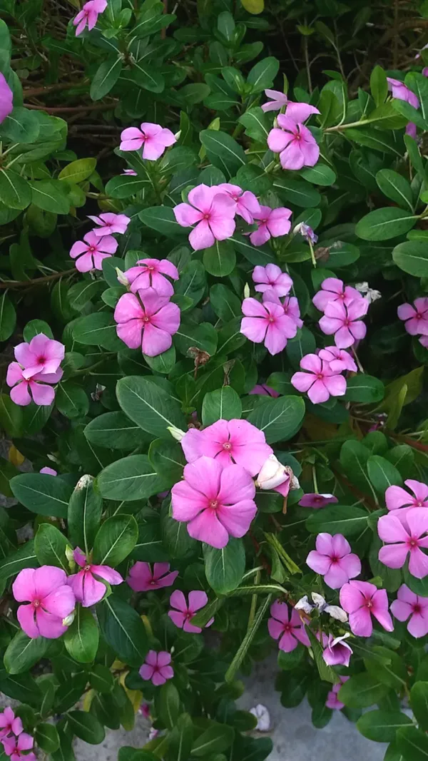 Attractive_Pink_Vinca_(Madagascar_Periwinkle)__Flower_Plant_For_Shrub/Home_Garden_(1.5-2.5_Ft_Height)_Pack_Of_1