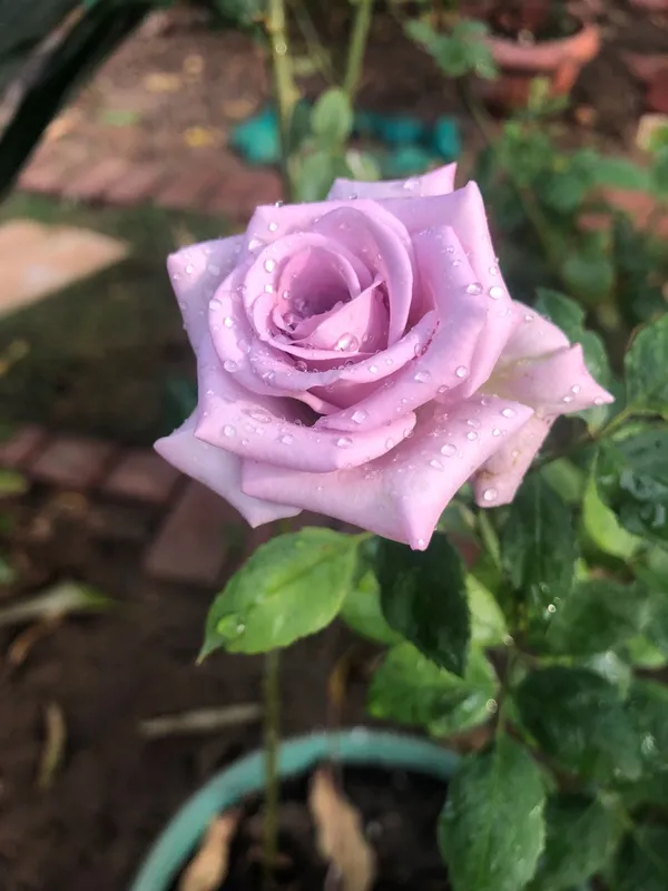 Attractive_Blue_Moon_Rose_Plant_–_Healthy_Flowering_Rose_Bush_for_Home_Garden_&_Outdoor_Decoration_|_Easy_to_Grow_|_Pack_Of_1