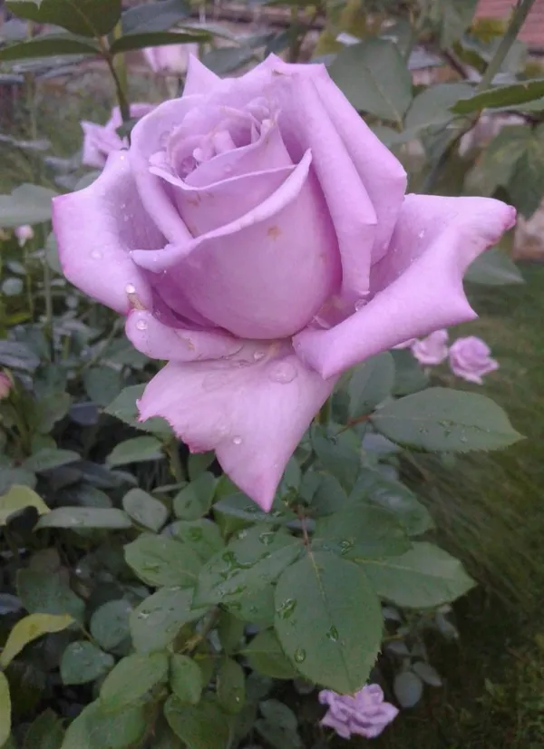 Attractive_Blue_Moon_Rose_Plant_–_Healthy_Flowering_Rose_Bush_for_Home_Garden_&_Outdoor_Decoration_|_Easy_to_Grow_|_Pack_Of_1