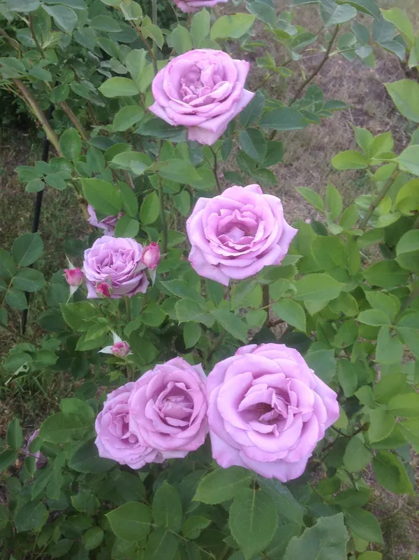 Attractive_Blue_Moon_Rose_Plant_–_Healthy_Flowering_Rose_Bush_for_Home_Garden_&_Outdoor_Decoration_|_Easy_to_Grow_|_Pack_Of_1