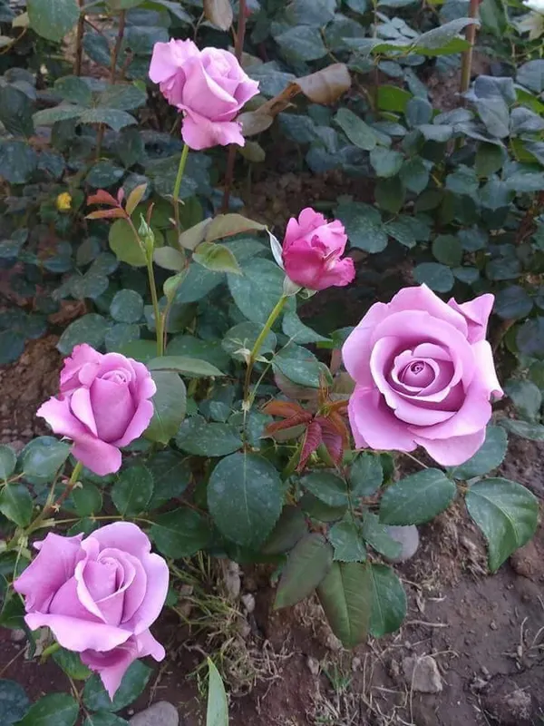 Attractive_Blue_Moon_Rose_Plant_–_Healthy_Flowering_Rose_Bush_for_Home_Garden_&_Outdoor_Decoration_|_Easy_to_Grow_|_Pack_Of_1