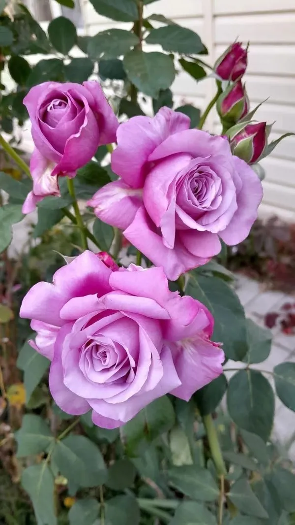 Attractive_Blue_Moon_Rose_Plant_–_Healthy_Flowering_Rose_Bush_for_Home_Garden_&_Outdoor_Decoration_|_Easy_to_Grow_|_Pack_Of_1