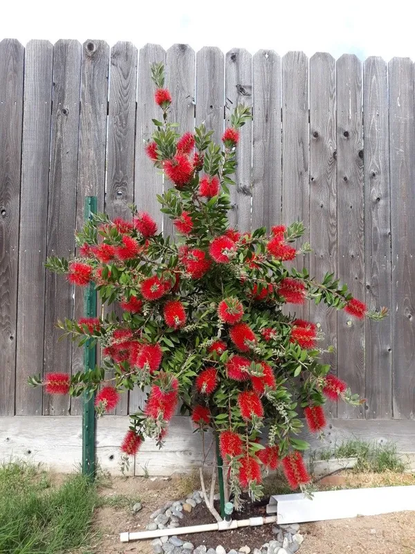 Attractive_Red_Bottle_Brush__Flower_Plant_&_Tree_(1.5-3.5_Ft_Height)_Pack_Of_1