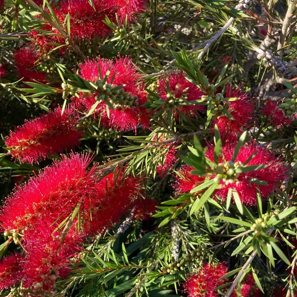 Attractive_Red_Bottle_Brush__Flower_Plant_&_Tree_(1.5-3.5_Ft_Height)_Pack_Of_1