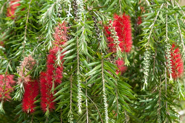 Attractive_Red_Bottle_Brush__Flower_Plant_&_Tree_(1.5-3.5_Ft_Height)_Pack_Of_1