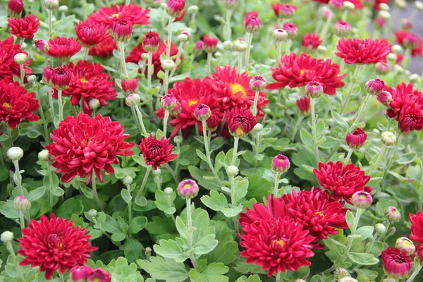 Attractive_Red_Chrysanthemum/Chandramallika_Flowering_Plant_(Pack_Of_1)