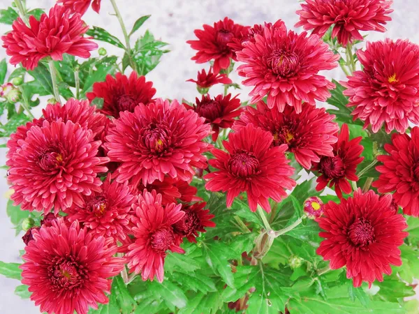 Attractive_Red_Chrysanthemum/Chandramallika_Flowering_Plant_(Pack_Of_1)