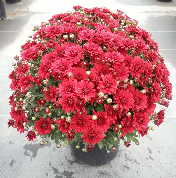 Attractive_Red_Chrysanthemum/Chandramallika_Flowering_Plant_(Pack_Of_1)