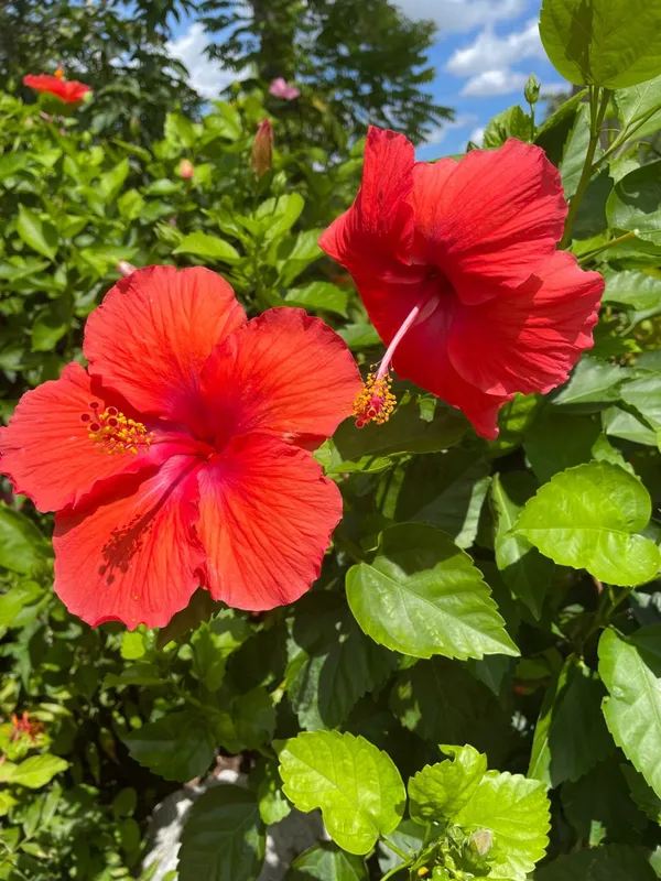 Attractive_Red_Hibiscus_Flower_Plant_–_Vibrant_Blooming_Shrub_for_Home_&_Garden_(1.5-2_Ft_Height)_Pack_Of_1
