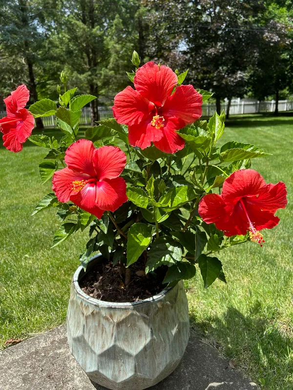 Attractive_Red_Hibiscus_Flower_Plant_–_Vibrant_Blooming_Shrub_for_Home_&_Garden_(1.5-2_Ft_Height)_Pack_Of_1