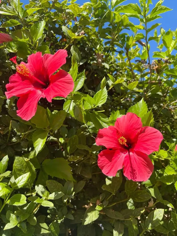 Attractive_Red_Hibiscus_Flower_Plant_–_Vibrant_Blooming_Shrub_for_Home_&_Garden_(1.5-2_Ft_Height)_Pack_Of_1