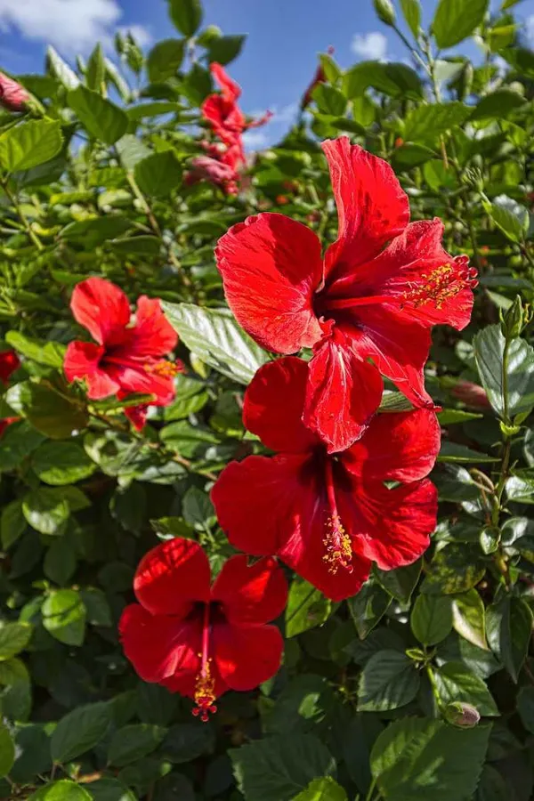 Attractive_Red_Hibiscus_Flower_Plant_–_Vibrant_Blooming_Shrub_for_Home_&_Garden_(1.5-2_Ft_Height)_Pack_Of_1
