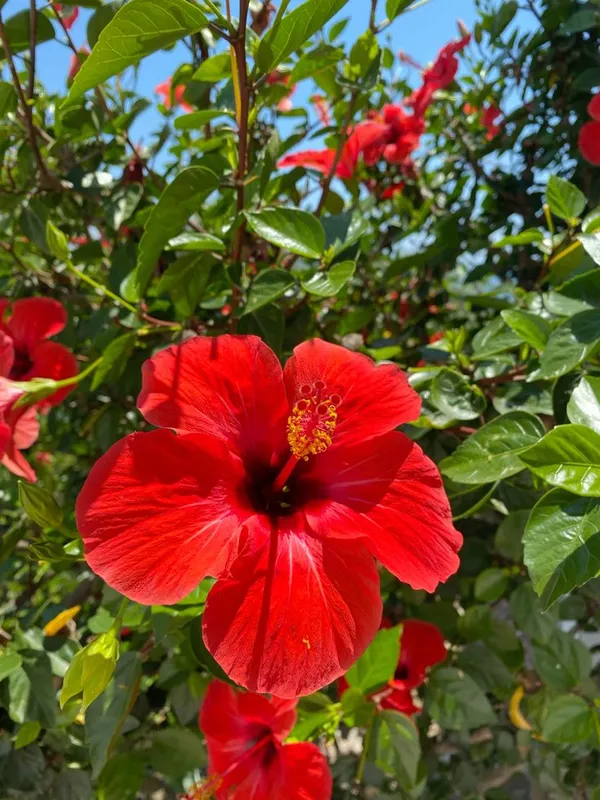 Attractive_Red_Hibiscus_Flower_Plant_–_Vibrant_Blooming_Shrub_for_Home_&_Garden_(1.5-2_Ft_Height)_Pack_Of_1