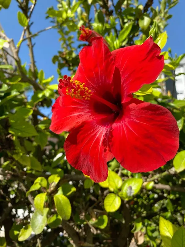 Attractive_Red_Hibiscus_Flower_Plant_–_Vibrant_Blooming_Shrub_for_Home_&_Garden_(1.5-2_Ft_Height)_Pack_Of_1