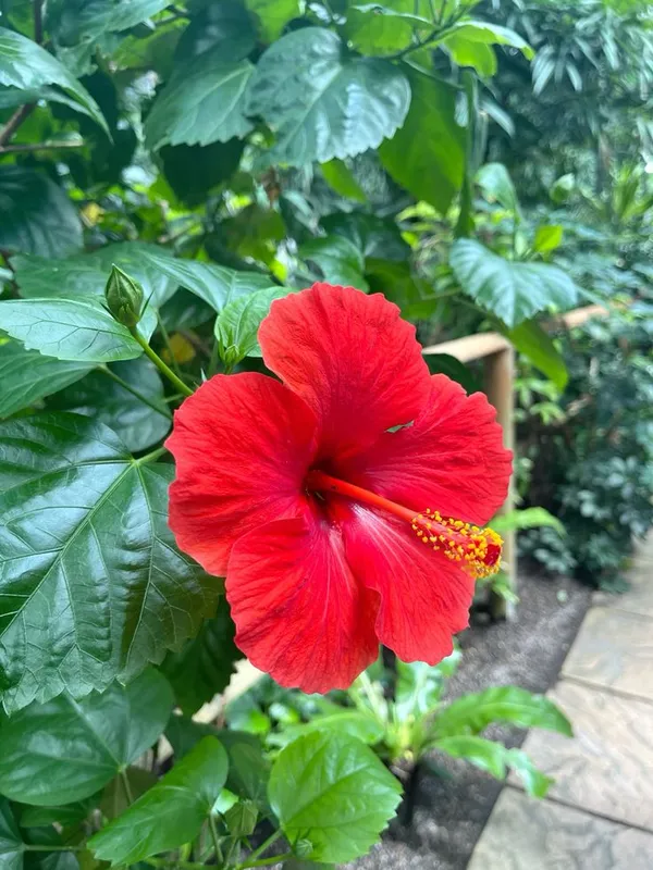 Attractive_Red_Hibiscus_Flower_Plant_–_Vibrant_Blooming_Shrub_for_Home_&_Garden_(1.5-2_Ft_Height)_Pack_Of_1
