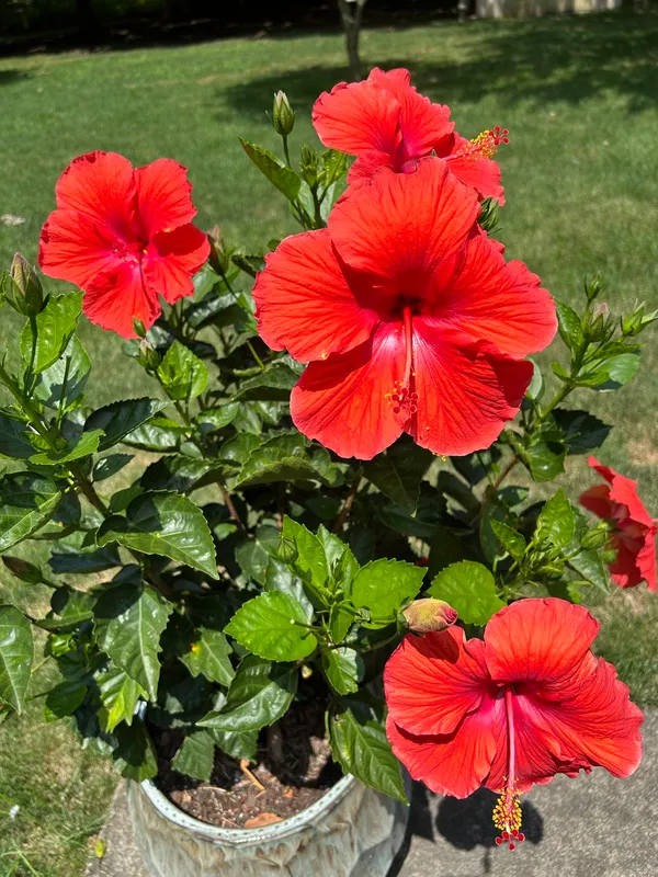 Attractive_Red_Hibiscus_Flower_Plant_–_Vibrant_Blooming_Shrub_for_Home_&_Garden_(1.5-2_Ft_Height)_Pack_Of_1