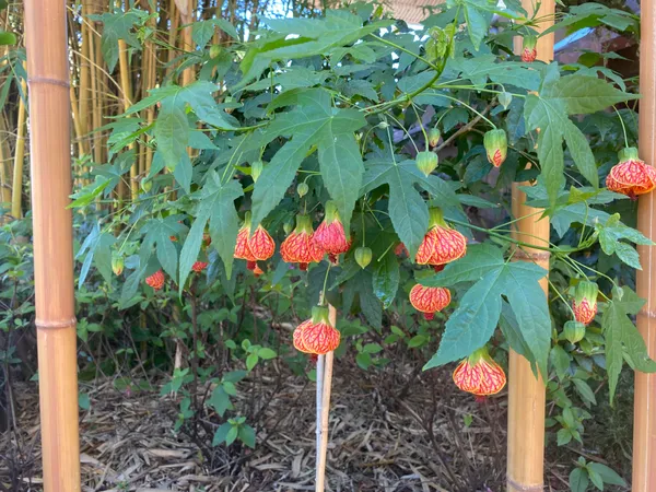Attractive_Red_Tiger/Lantern_Lanthana/Hibiscus_Flower_Plant_&_Tree_(1.5-3.5_Ft_Height)_Pack_Of_1