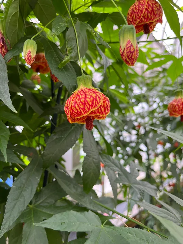 Attractive_Red_Tiger/Lantern_Lanthana/Hibiscus_Flower_Plant_&_Tree_(1.5-3.5_Ft_Height)_Pack_Of_1