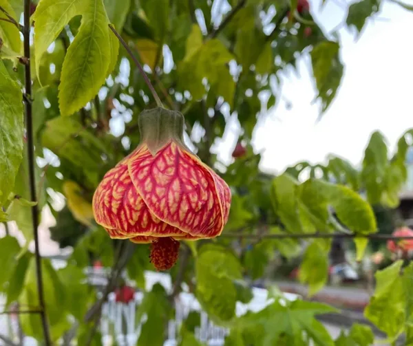 Attractive_Red_Tiger/Lantern_Lanthana/Hibiscus_Flower_Plant_&_Tree_(1.5-3.5_Ft_Height)_Pack_Of_1