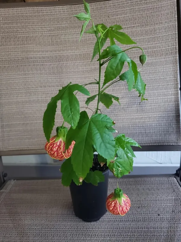 Attractive_Red_Tiger/Lantern_Lanthana/Hibiscus_Flower_Plant_&_Tree_(1.5-3.5_Ft_Height)_Pack_Of_1
