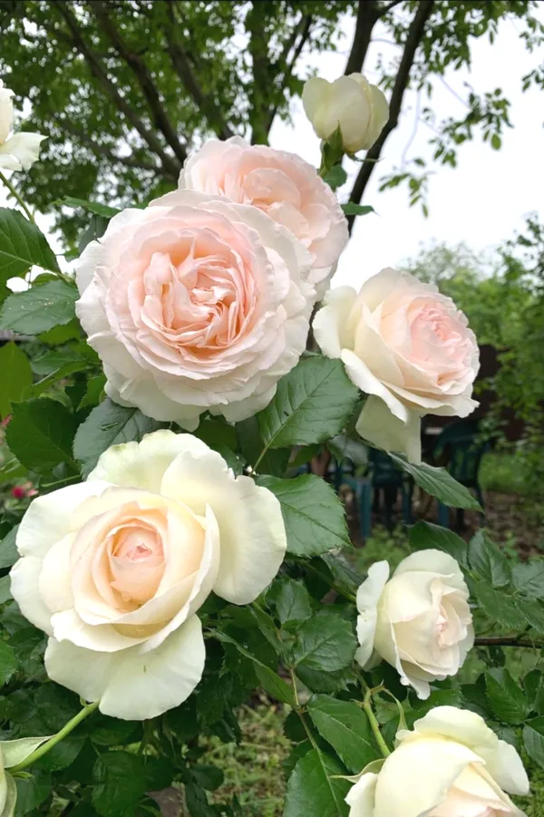 Attractive_Rose_Flower_Plant_|_Fresh_&_Healthy_Garden_Rose_Plant_|_Pack_Of_1