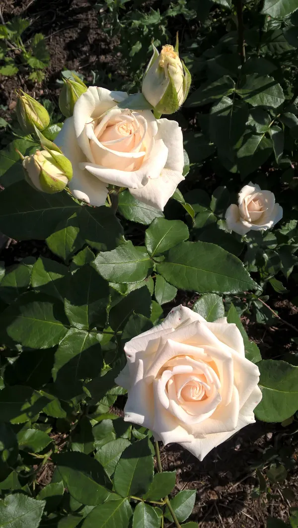 Attractive_Rose_Flower_Plant_|_Fresh_&_Healthy_Garden_Rose_Plant_|_Pack_Of_1