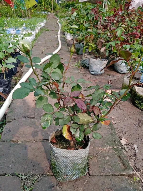 Attractive_Rose_Flower_Plant_|_Fresh_&_Healthy_Garden_Rose_Plant_|_Pack_Of_1