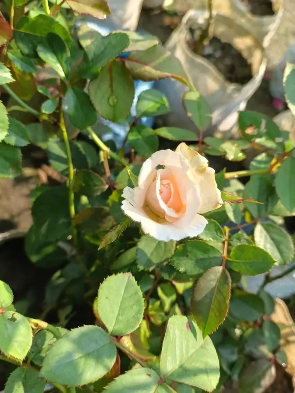 Attractive_Rose_Flower_Plant_|_Fresh_&_Healthy_Garden_Rose_Plant_|_Pack_Of_1