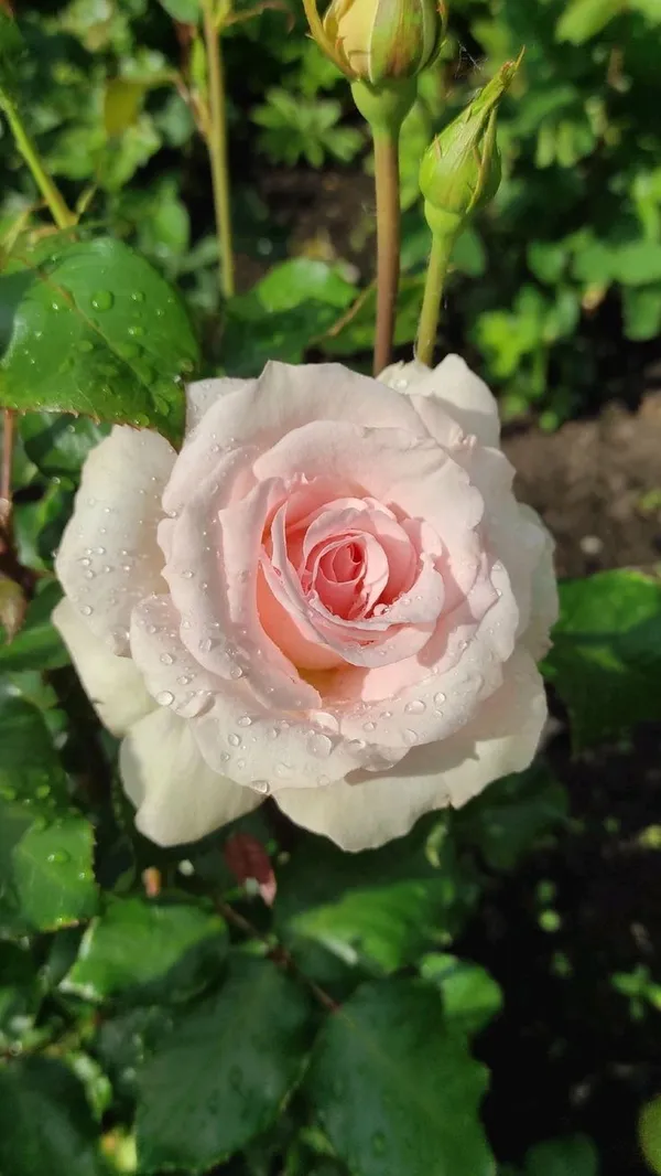 Attractive_Rose_Flower_Plant_|_Fresh_&_Healthy_Garden_Rose_Plant_|_Pack_Of_1