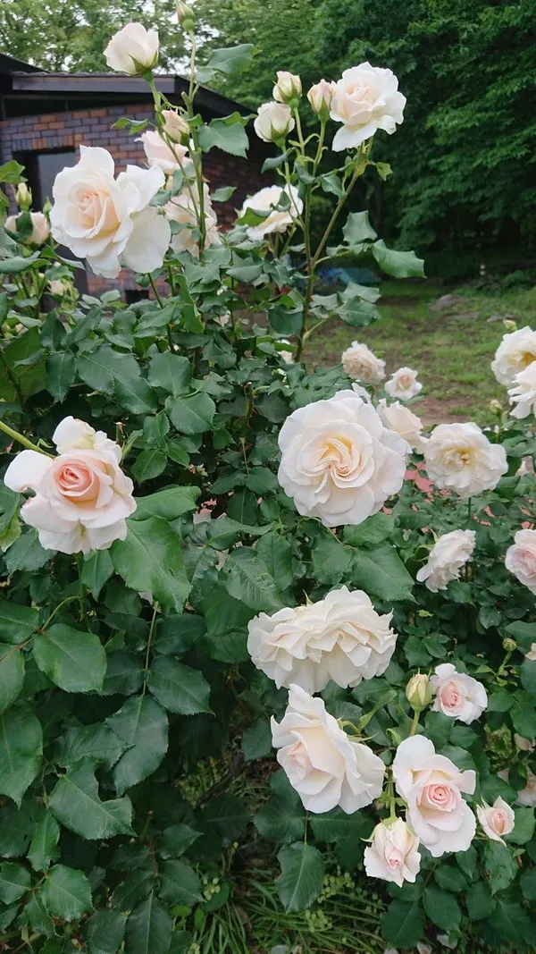 Attractive_Rose_Flower_Plant_|_Fresh_&_Healthy_Garden_Rose_Plant_|_Pack_Of_1