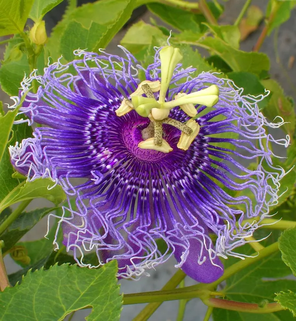 Attractive_Royal_Blue_Passion_Flower/Krishna_Kamal_Plant_&_Tree_For_Shrub/Bush/Home_Garden,_Pack_Of_1