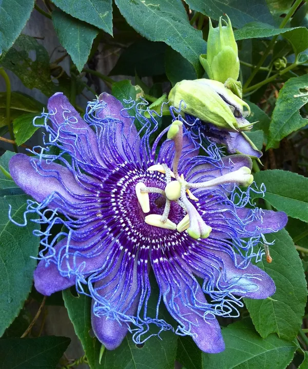 Attractive_Royal_Blue_Passion_Flower/Krishna_Kamal_Plant_&_Tree_For_Shrub/Bush/Home_Garden,_Pack_Of_1