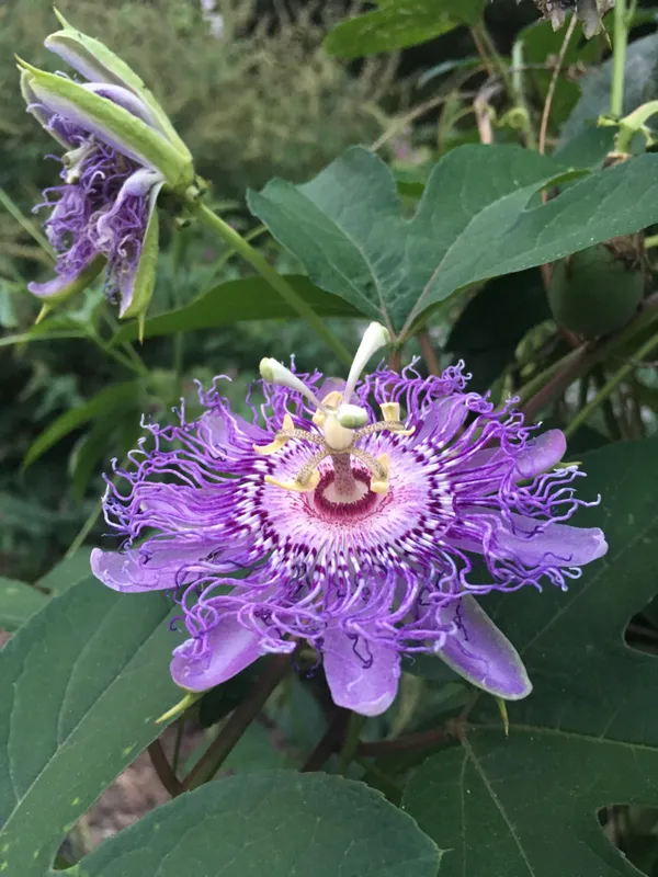 Attractive_Royal_Blue_Passion_Flower/Krishna_Kamal_Plant_&_Tree_For_Shrub/Bush/Home_Garden,_Pack_Of_1