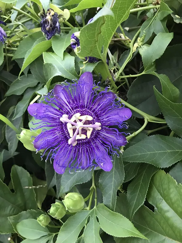 Attractive_Royal_Blue_Passion_Flower/Krishna_Kamal_Plant_&_Tree_For_Shrub/Bush/Home_Garden,_Pack_Of_1