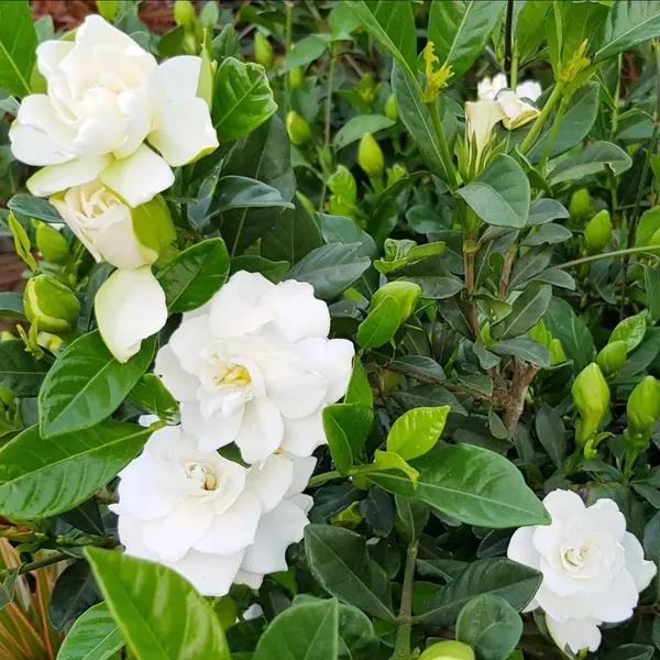Attractive_Snow_White_Gardenia/Gondharaj_Amazing_Fragrant_Flower_Plant_&_Tree_(1.5-3.5_Ft_Height)_Pack_Of_1