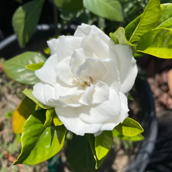 Attractive_Snow_White_Gardenia/Gondharaj_Amazing_Fragrant_Flower_Plant_&_Tree_(1.5-3.5_Ft_Height)_Pack_Of_1