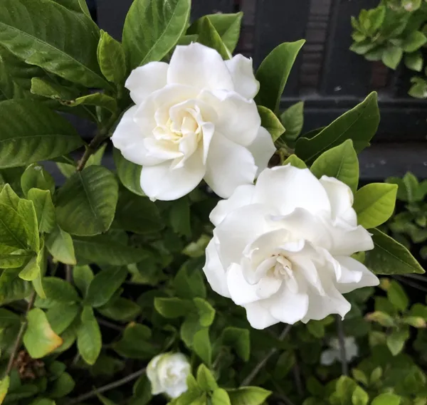 Attractive_Snow_White_Gardenia/Gondharaj_Amazing_Fragrant_Flower_Plant_&_Tree_(1.5-3.5_Ft_Height)_Pack_Of_1