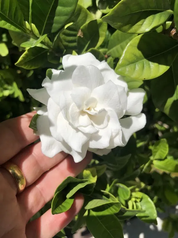Attractive_Snow_White_Gardenia/Gondharaj_Amazing_Fragrant_Flower_Plant_&_Tree_(1.5-3.5_Ft_Height)_Pack_Of_1