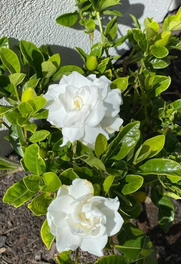 Attractive_Snow_White_Gardenia/Gondharaj_Amazing_Fragrant_Flower_Plant_&_Tree_(1.5-3.5_Ft_Height)_Pack_Of_1